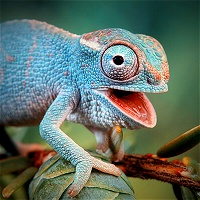 Chameleon Ea