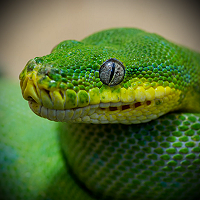 Anaconda Pro
