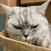 Hunting Cat Scalper