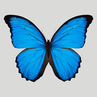 Blue Butterfly EA
