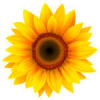 Girassol Sunflower MT5 Indicator