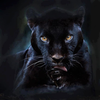 Black Panther MT5