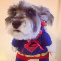 Superdog Pro