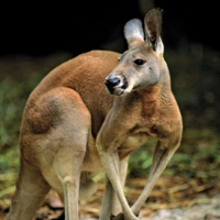 Kangaroo MT4 EA