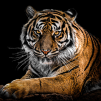 Tiger MT4 EA