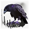 The Raven Binary Options Indicator