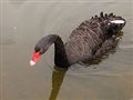 Black swan theory - Wikipedia, the free encyclopedia