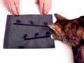 Популярный YouTube-иллюзионист показал хитрую оптическую обманку, на которую "ведутся" даже коты