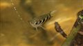 Рыба-брызгун открыла закон гидродинамики раньше человека