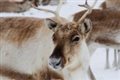Рождественские чудеса или Почему северные олени меняют цвет глаз