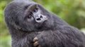 Why do radiologists miss dancing gorillas?