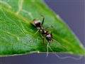 Ученые обнаружили ранее не изученный вид муравьев в желудке лягушки