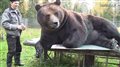В Финляндии открылась выставка картин, созданных медведем