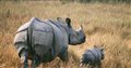 Чтобы спасти носорогов, в Индии начали отстреливать браконьеров