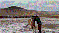 Gifstory: Житель Монголии объезжает дикую лошадь, используя борцовский приём