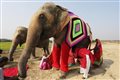 В Индии слонов переодели в пижамы, чтобы не мерзли