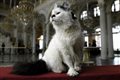 В Петербурге проходит День эрмитажного кота: EADaily