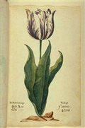 Tulip mania - Wikipedia