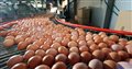 В Европе с полок магазинов изъяты миллионы ядовитых яиц