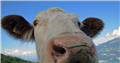 Ульяновский гаишник оштрафовал коров за переход дороги в неположенном месте