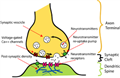 Synaptic pruning - Wikipedia, the free encyclopedia