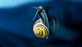 A Simple Neural Attentive Meta-Learner — SNAIL