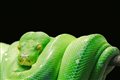 Webinar: Die fünf wichtigsten Data Science Tools für Python-Programmierer