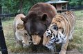 Дружба между львом, медведем и тигром | В мире интересного