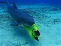 Крымские боевые дельфины теперь будут служить ВМФ России