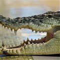 Крокодил Федя, на которого упал бухгалтер, летит в Москву на съемки