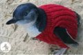 Пингвинам, пострадавшим от разливов нефти, нужны свитеры