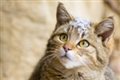Популяция лесных кошек в Германии медленно, но верно восстанавливается