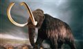 Was hunting to blame for wiping out the woolly mammoth?