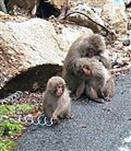 Эффект сотой обезьяны — Википедия