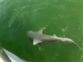 Гигантский морской окунь проглотил акулу целиком. Видео