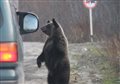 Медведь требует с проезжающих еду на трассе в Карелии | Газета "Петрозаводск" online