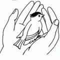 Торговый робот (Expert Advisor) A Bird in the Hand