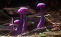 Ученые обнаружили, что, возможно, грибы обладают разумом