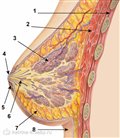 Внутри кормящей груди: последние исследования анатомии - на бэби.ру