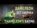 Хамелеон (6 месяцев) ест сверчка - Chameleon’s eating (6 months) Хамелеон їсть цвіркуна