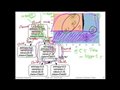 6.4 Splitting criteria (L06: Decision Trees)