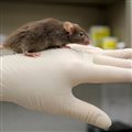 Ученые вырастили самца мыши без мужской Y-хромосомы