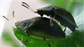 Ученые раскрыли секреты секса жуков с супербольшим пенисом