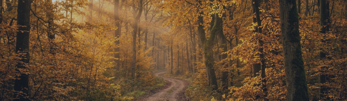 Nova DNA Trader | Part 2: Why You Actually Want This EA