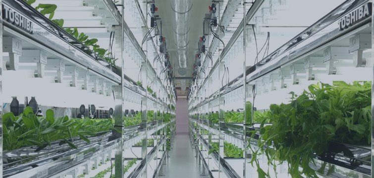 Toshiba’s high-tech grow rooms are churning out lettuce that never needs washing