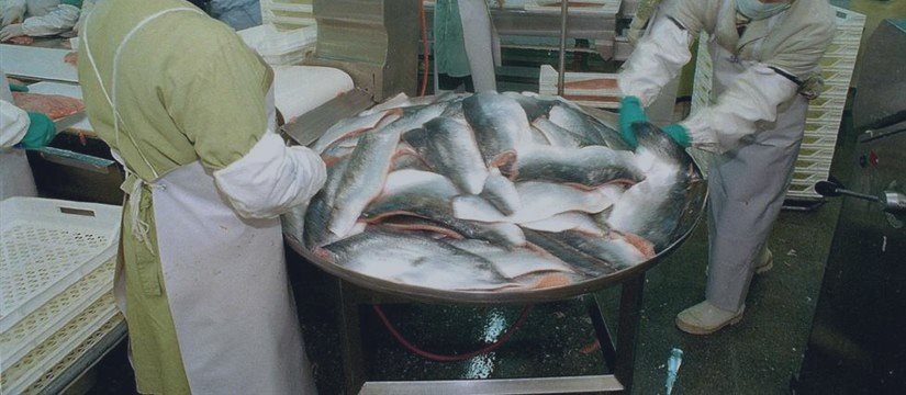 Las exportaciones chilenas de salmón supera los 4.000 millones de dólares en 2014