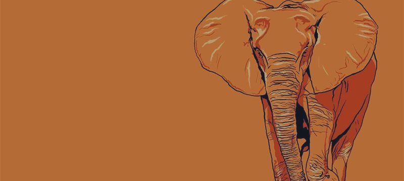 Научится ли танцевать индийский слон?