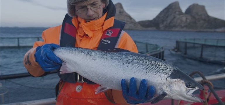 Mitsubishi покупает крупнейшего производителя лосося в Норвегии