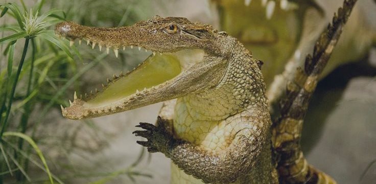 Чему трейдерам надо поучиться у крокодилов?