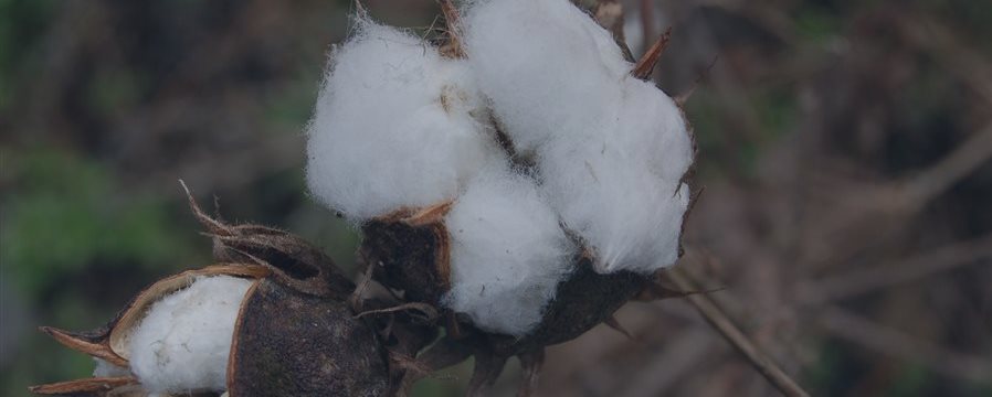 棉花“过剩” 美国预计中国进口量将创13年新低